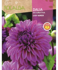 Bulbos de Dalia decorativa Lucky Number (1 unidad)