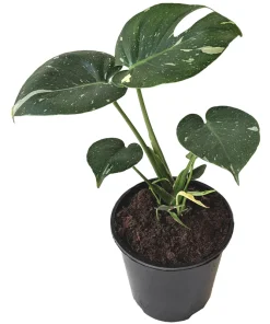 Monstera Thai Constellation M-15