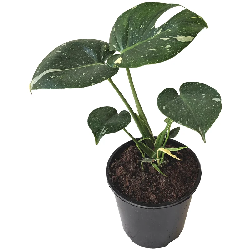 Monstera Thai Constellation M-15