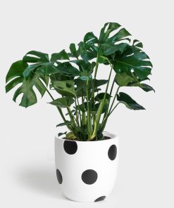 Maceta de plástico de 25 cm. con ruedas modelo LIVING color blanco puro