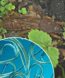 Steinernema carpocapsae. Para rosquillas y grillotopo