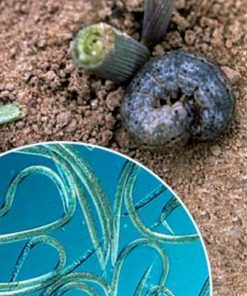 Steinernema spp. Nemátodos para gusanos del suelo