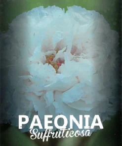 Peonia (Paeonia suffruticosa) de flor blanca (M-23)