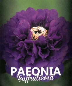 Peonia (Paeonia suffruticosa) de flor lila (M-23)