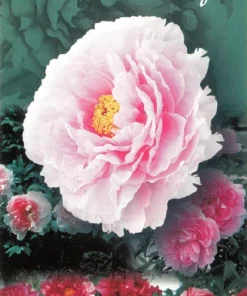 Peonia (Paeonia suffruticosa) de flor rosa (M-11)