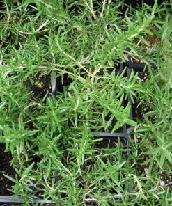 Romero rastrero – Rosmarinus Prostratus en maceta de 16 cm (2,5 litros)