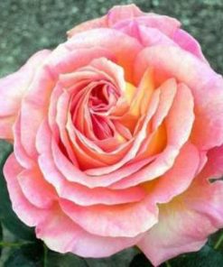 Rosal Madame Antoine Meilland en rosapot de 2 litros