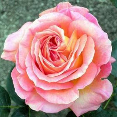 Rosal Madame Antoine Meilland en rosapot de 2 litros
