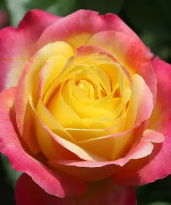 Rosal Oriental Peace Meilland en rosapot de 2 litros