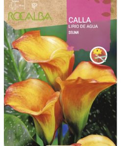 Bulbos de Calla Lirio de agua Selina (1 unidad)